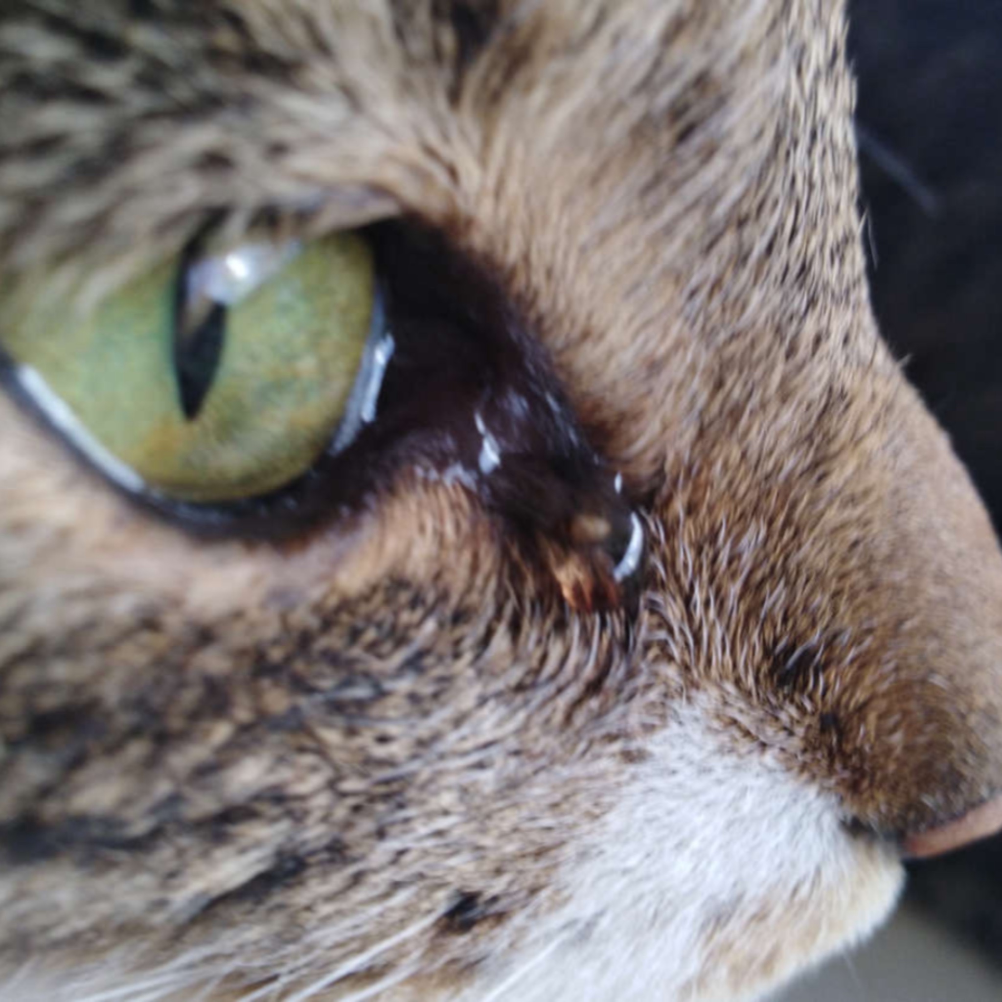 حساسیت‌های فصلی در سگ و گربه ها