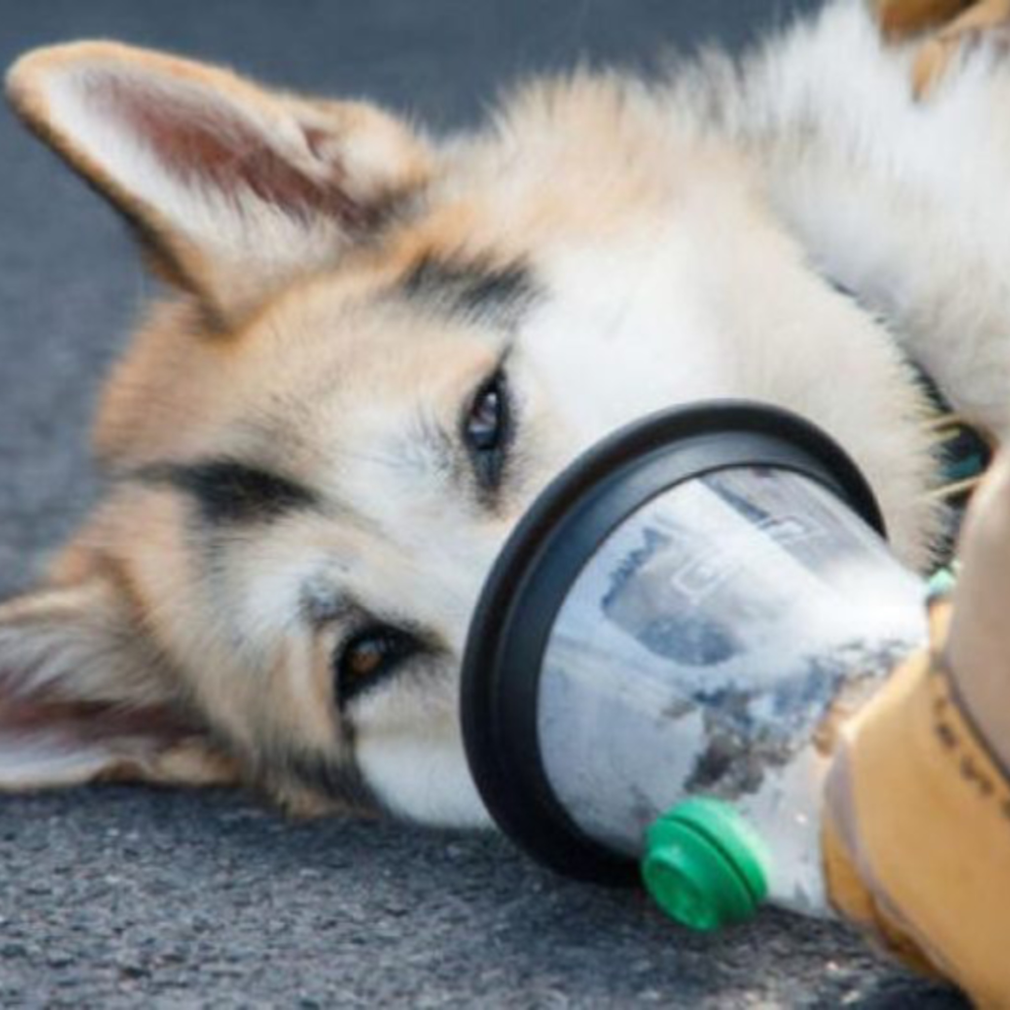 آلودگی هوا و اثرات آن روی پت‌ها