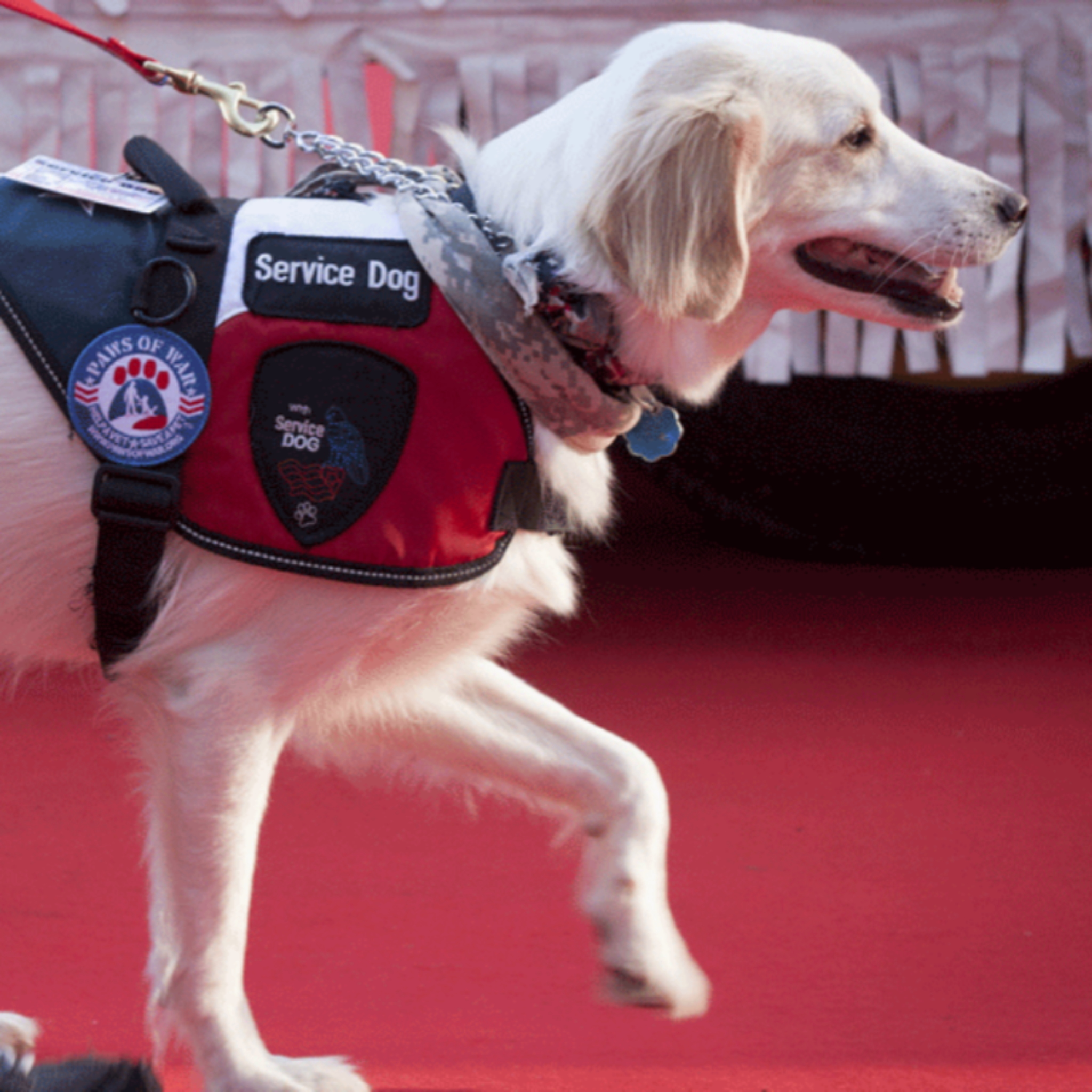 سگ‌ سرویس چیست؟